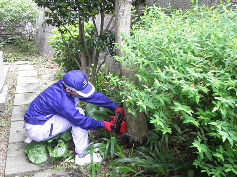 根本からの伐採、大きくなりすぎた樹木の幹途中までの半伐採など