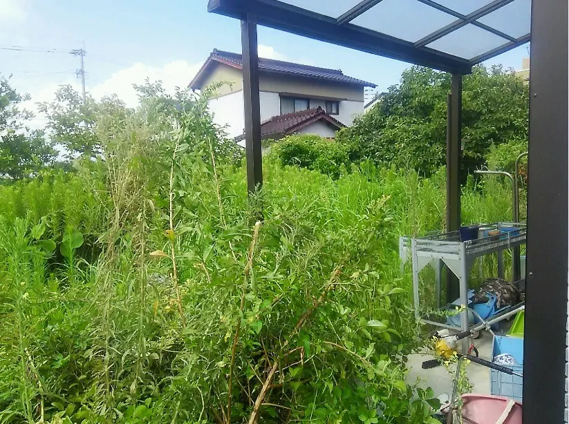 草ぼうぼう写真