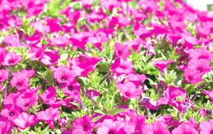 夏のガーデニング