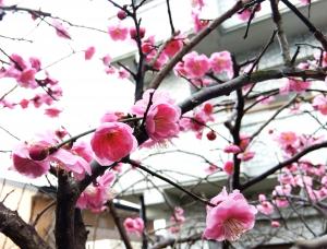 春の始まり『啓蟄(けいちつ)』